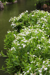 半夏生の色付く建仁寺塔頭両足院の庭