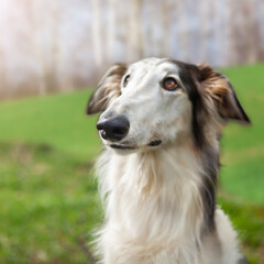 A dog of the Russian Greyhound breed, sitting, posing in profile, on a green blurry background of grass, wearing a red collar. The graceful long muzzle fascinates with its beauty.