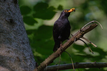 Turdus merula aka Common blackbird perched on the tree with giant ant in his beak. Springtime sunny evening in deep forest.
