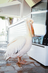 beautiful pelican in a restaurant cafe on the nature by the sea