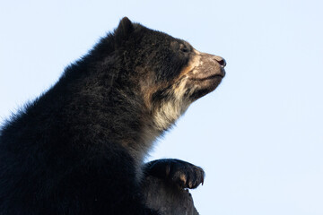 bear close up