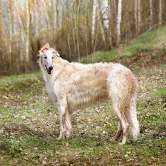 White Russian greyhound, posing in a stand, in the forest against the backdrop of an autumn landscape.