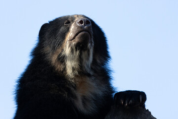 black bear 