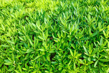 Obraz premium A beautiful path in the sea on a nature background