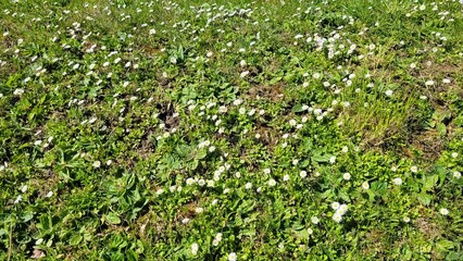 Obraz premium Blumenwiese