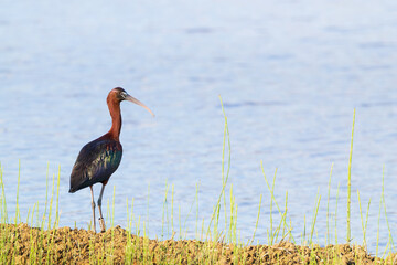Ibis (Plegadis falcinellus) morito común cerca del agua