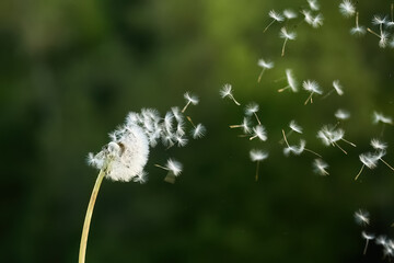 Dandelion Seeds in the Wind