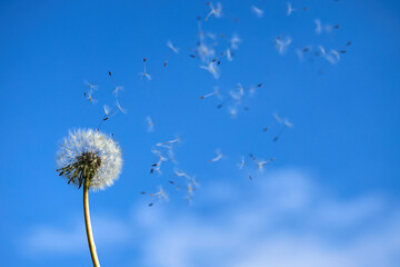 Fototapeta premium Dandelion Seeds Blowing in the Wind