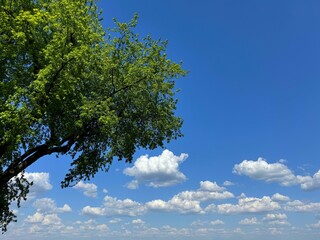 Tree green leaves and sky clouds.