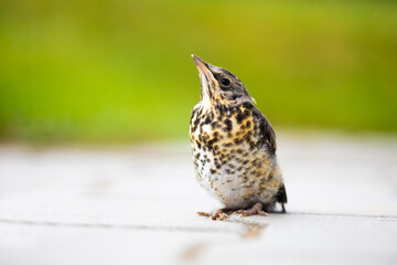 Song thrush - turdus philomelos bird closeup on blurred background