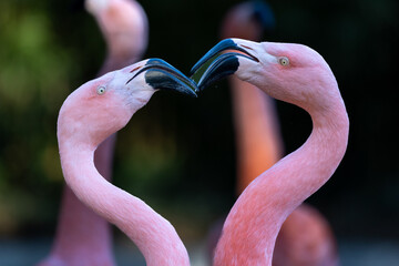 close up of flamingo