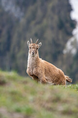 Female alpine ibex, Capra ibex, standing on a glade against alpine forest background, taken on a spring morning in the Italian Alps. Animals in the wild.