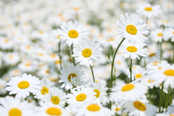 Fototapeta premium Blooming Daisy Field. Beautiful white daisies with yellow centers