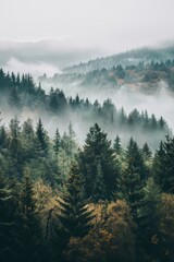 A forest with trees covered in mist