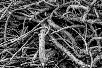 The roots of a fallen trees, thujas.