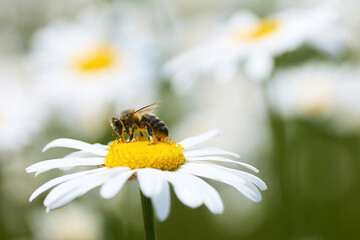 Obraz premium Bee with pollen on a white daisy against a soft background.