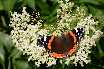 Schmetterling 1156