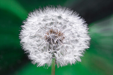 Dmuchawiec na tle trawy ujęcie z bliska   Dandelion on a grass background close-up shot © Adrian White