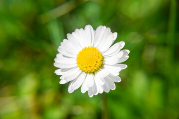 Stokrotka w skali makro na tle trawy | Daisy in macro scale on the grass background