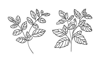 Spring set of sprigs line art drawing isolated on white background. Botany vector illustration