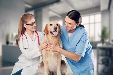Modern Vet Clinic: dog on Examination