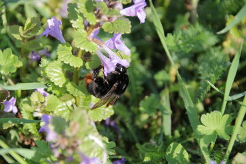 Steinhummel