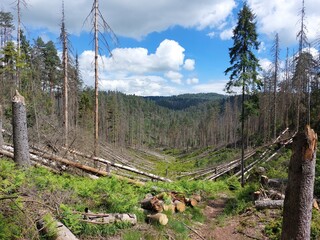 Kahlschlag