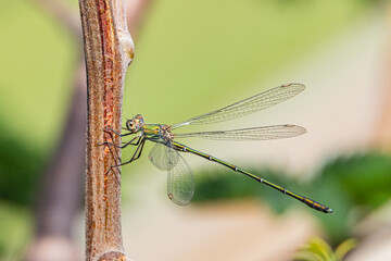 Damselfly resting on a stem