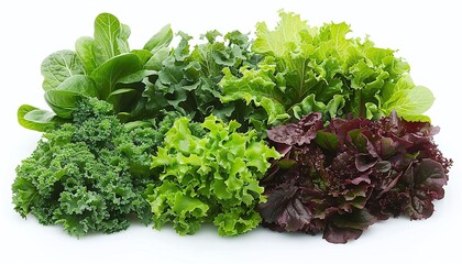 Obraz premium A variety of salad greens including romaine, iceberg, kale, and radicchio.