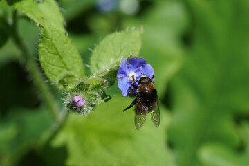 Close up male Narcissus bulb fly (Merodon equestris), family Syrphidae on flower of green alkanet (Pentaglottis sempervirens), family borage (Boraginaceae). Spring, Netherlands, May