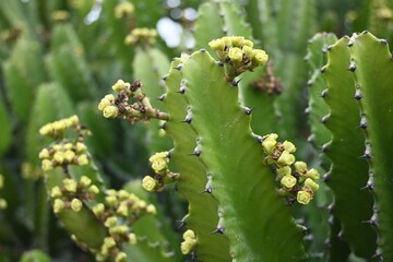 Macro Flowers