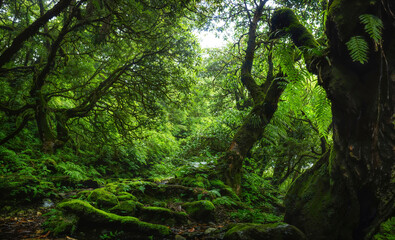 Tropical rainforest with trees and moss