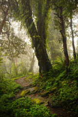 Tropical rainforest with trees and moss
