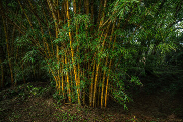 Tropical rainforest with trees and moss