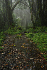 Tropical rainforest with trees and moss