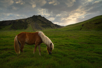 Horse running free on the Icelandic grasslands