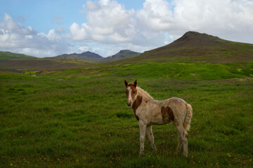 Horse running free on the Icelandic grasslands