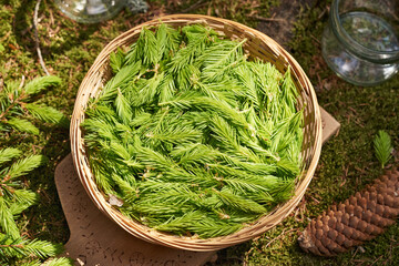 Young spruce tree tips collected in spring in a basket - ingredient for making herbal syrup