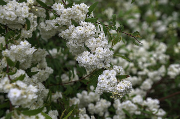 White flower of Spiraea cantoniensis in the garden