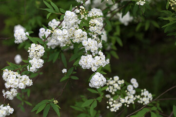 White flower of Spiraea cantoniensis in the garden