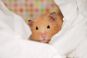 Close-up of an adorable golden hamster