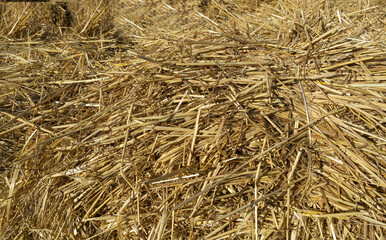 Hay Texture Background, Straw Pattern, Dry Golden Grass Mockup, Dry Baled Hay Bales Stacks Banner