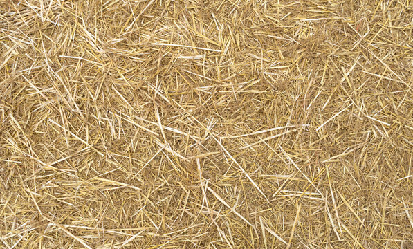 Hay Texture Background, Straw Pattern, Dry Golden Grass Mockup, Dry Baled Hay Bales Stacks Banner