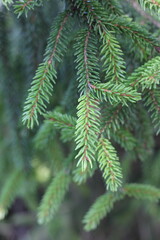 close up of pine needles