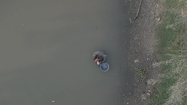 Fisherman collecting fishes in his net with a buey in Saraburi
