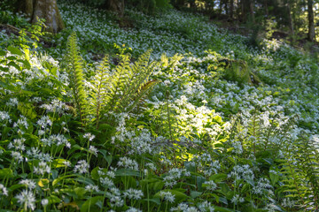 This enchanting photograph captures the lush, vibrant green moss carpeting the forest floor. Each delicate frond is bathed in soft, diffused sunlight filtering through the tree canopy above