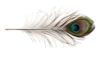 Obraz premium Peacock feather