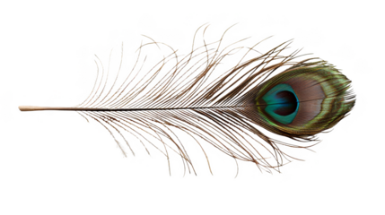 Peacock feather