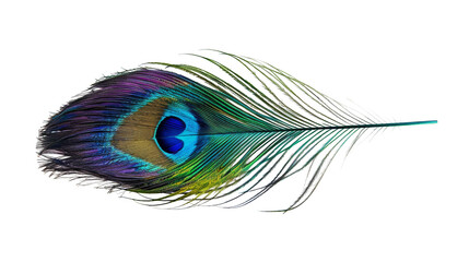 Peacock feather, isolated