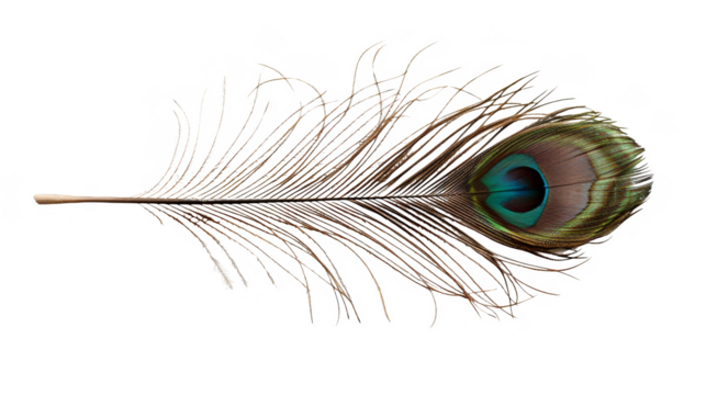 Peacock feather